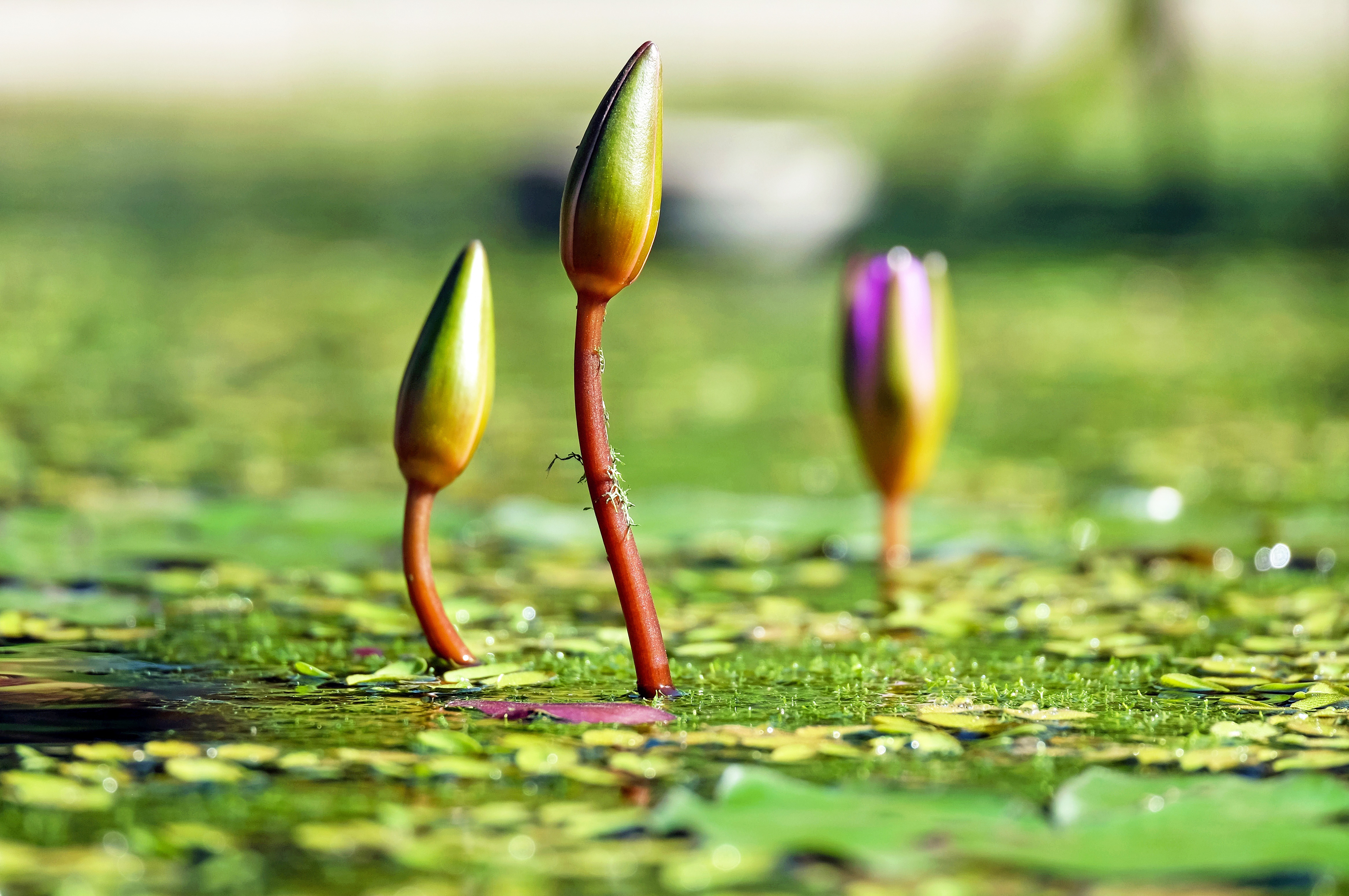 Hovenier Zoeterwoude Droomtuin vijver