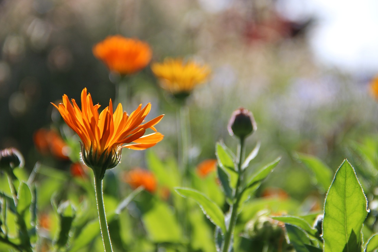 Bloemen tuin in balans